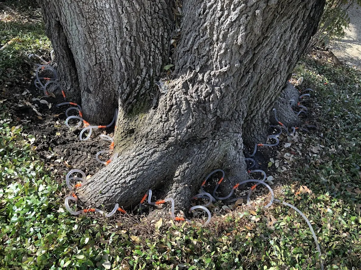 Detailed Tree Cabling and Bracing job site in Spirit Lake