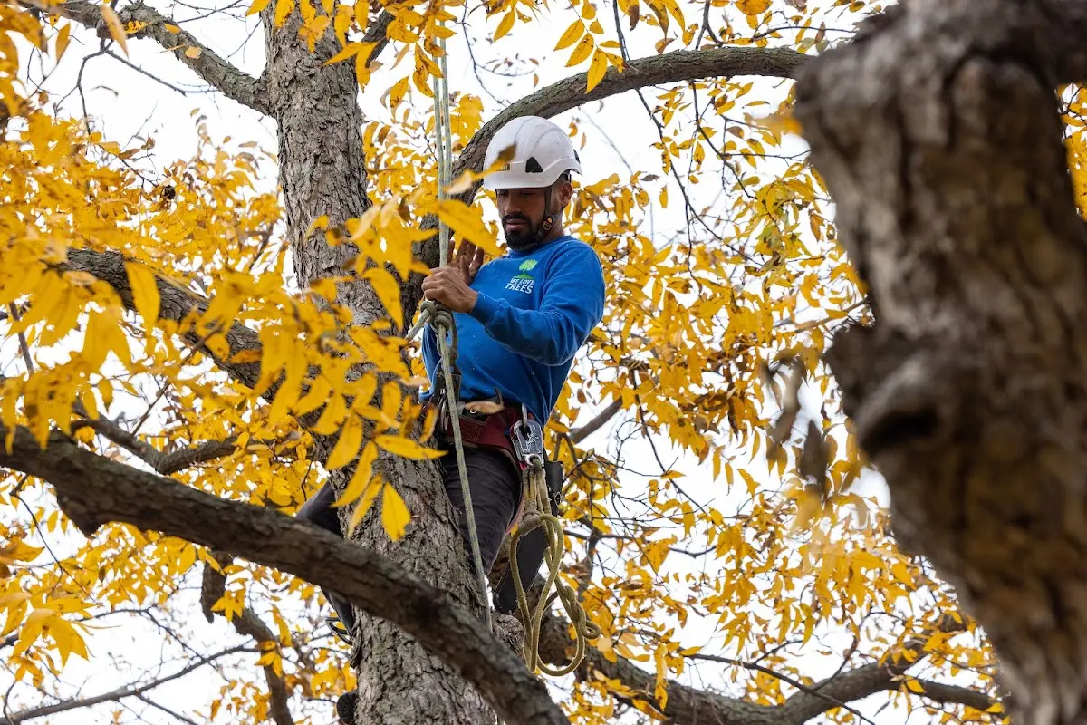 Skilled Tree Pruning crew working in Spirit Lake