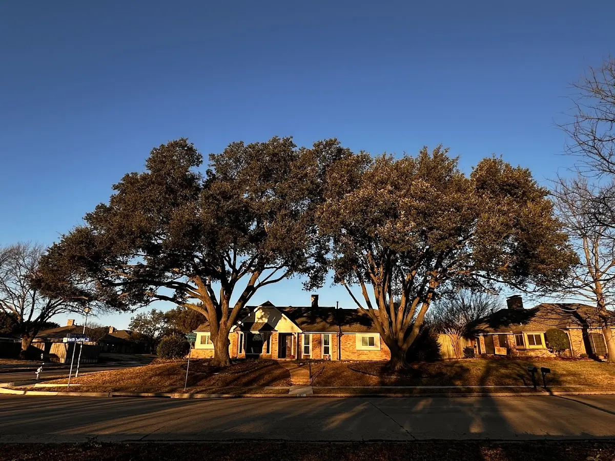 Established residential canopy tree shading a home in Spirit Lake